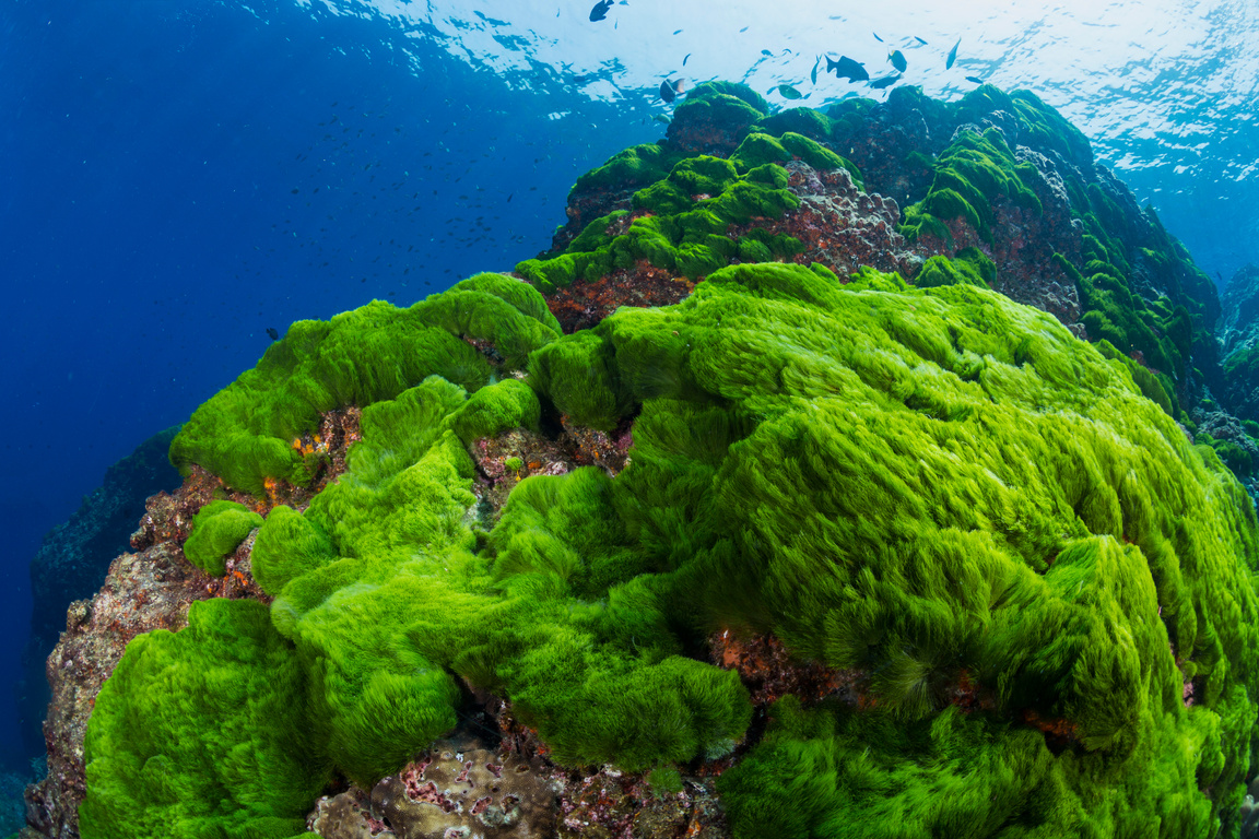 Saltwater algae