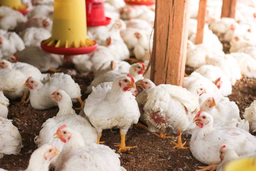 Farm for growing broiler chickens