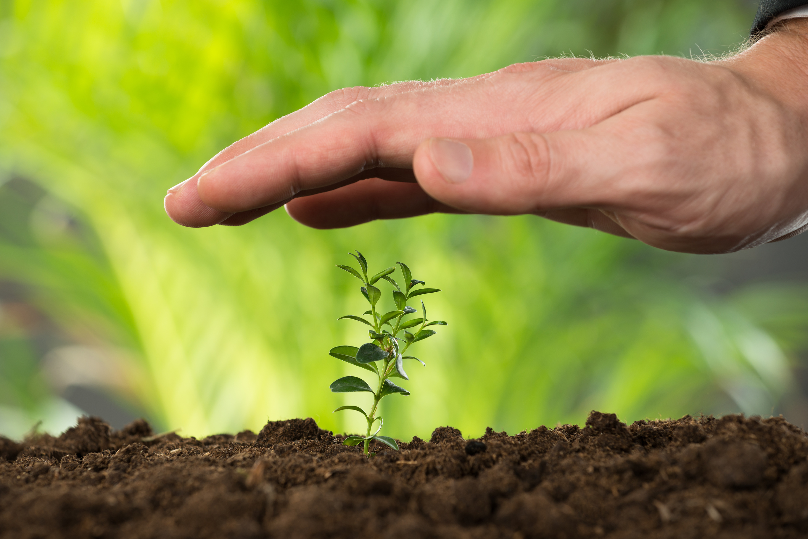 Person Hand Protecting Plant On Land