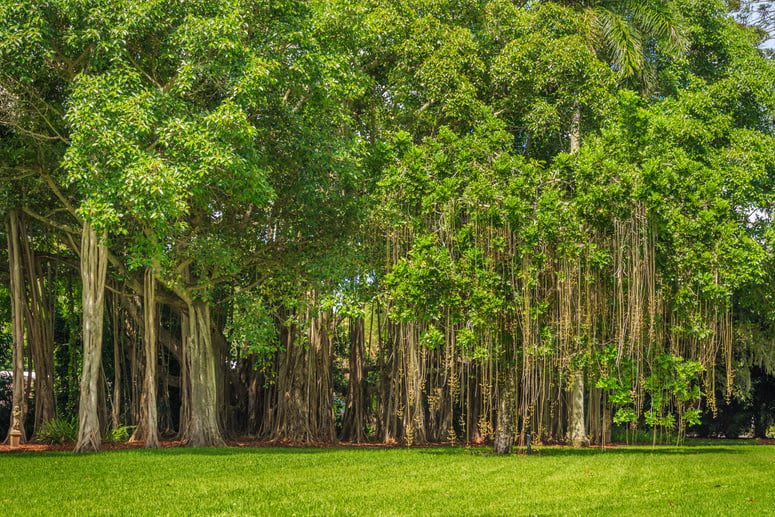 Banyan Tree