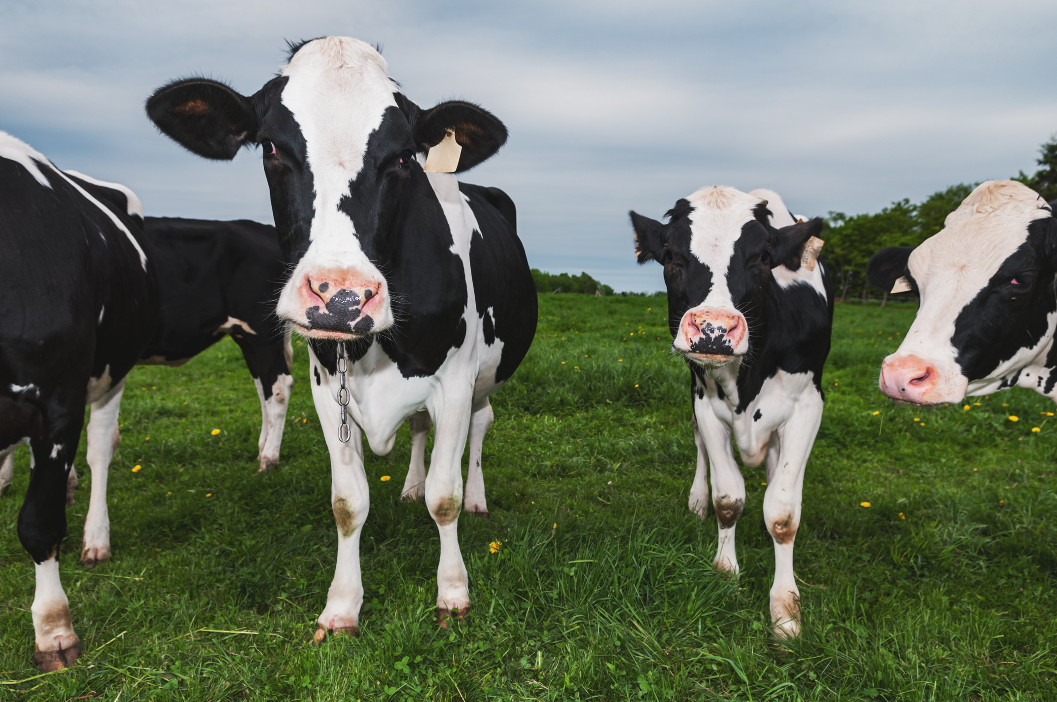 Holstein Dairy Cows