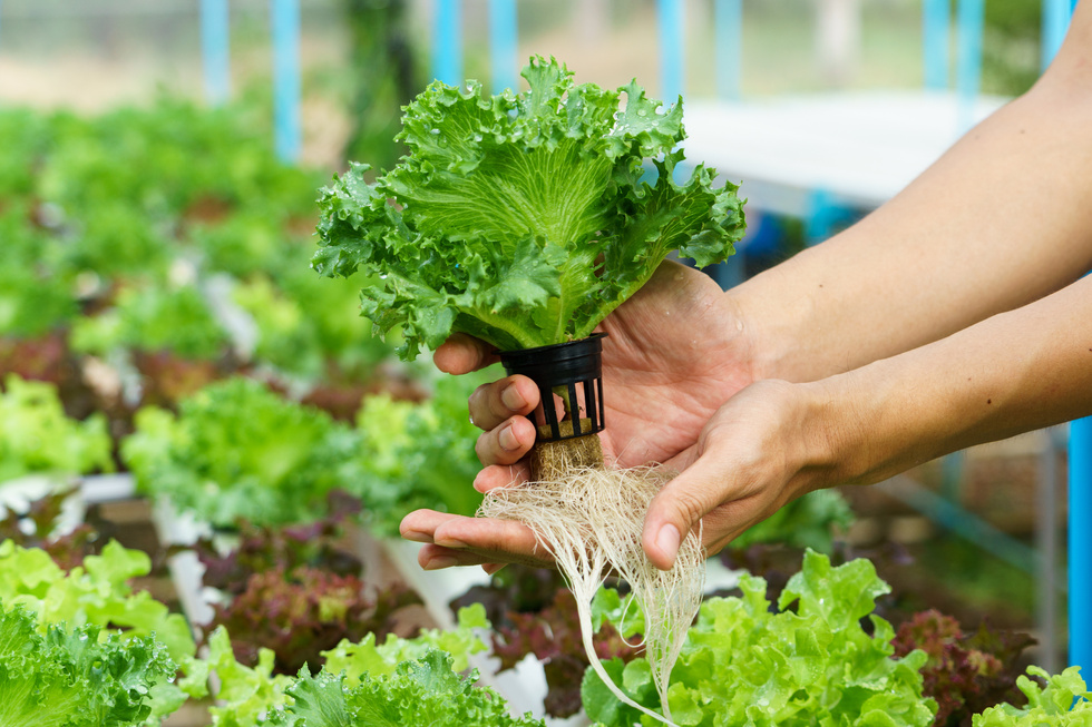 Vegetables hydroponics