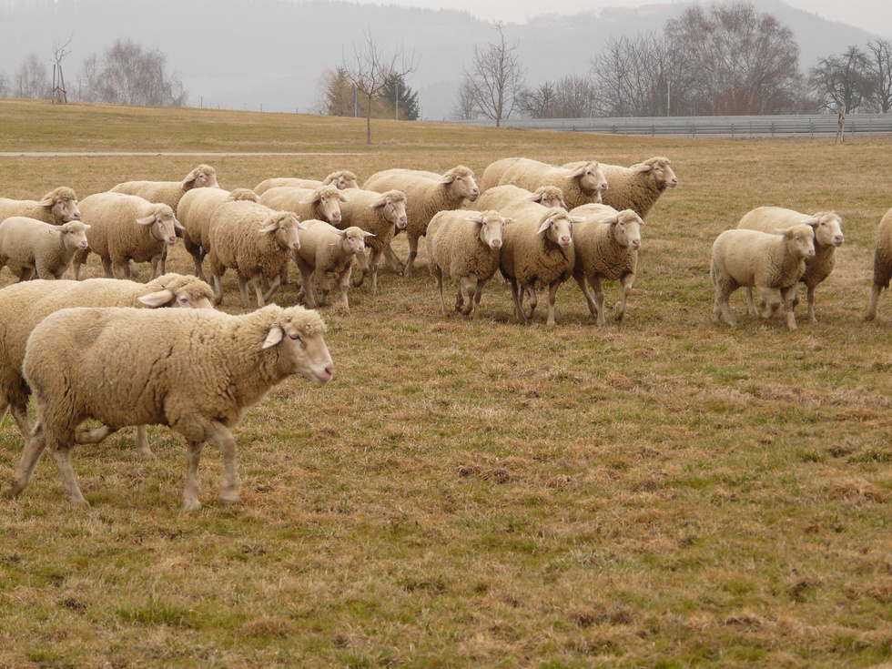 Sheep Flock in the Field