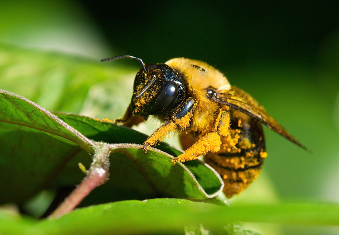 Bee with pollen