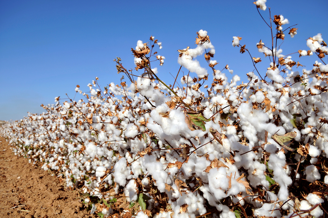 Cotton field