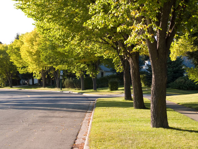 neighborhood street and trees