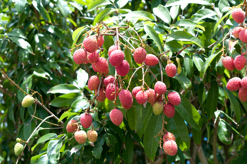 Lychee