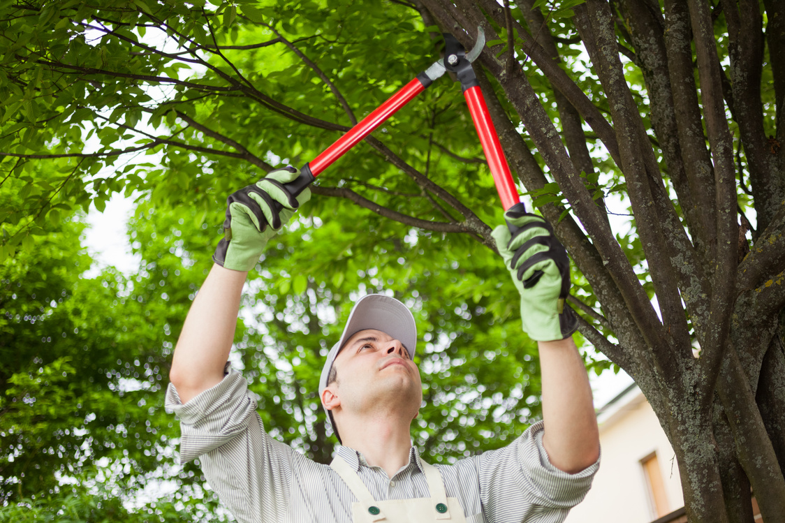 Gardener Pruning a Tree