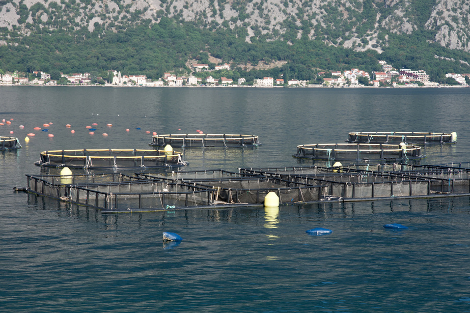 Aquaculture