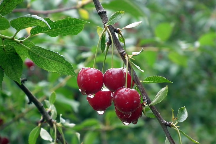 Cherry Fruits Hanging from a Tree