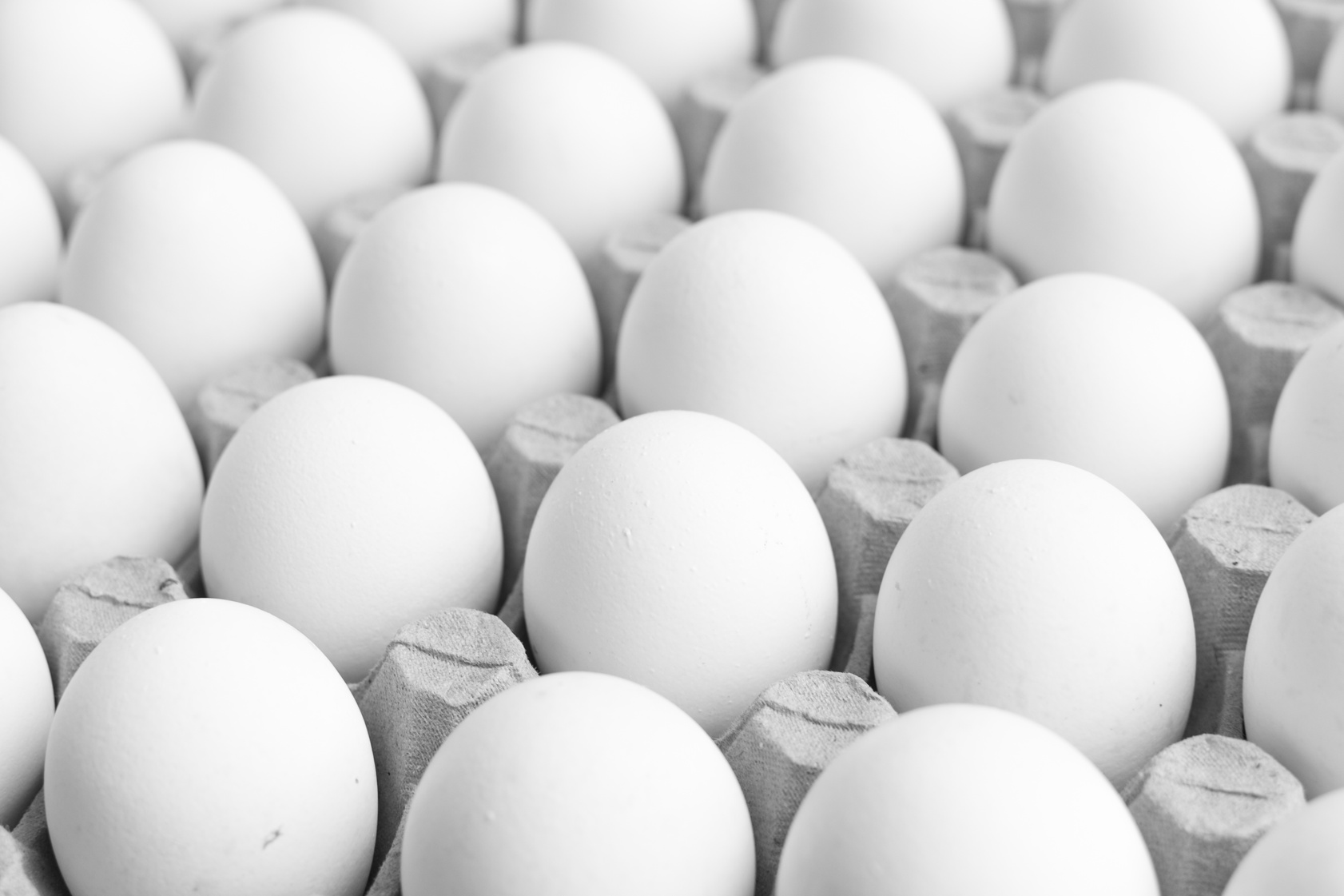 White Egg on Gray Egg Tray