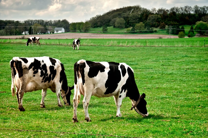 Wisconsin Dairy Cows