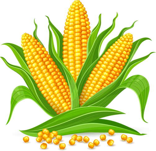 Corn cobs isolated PNG