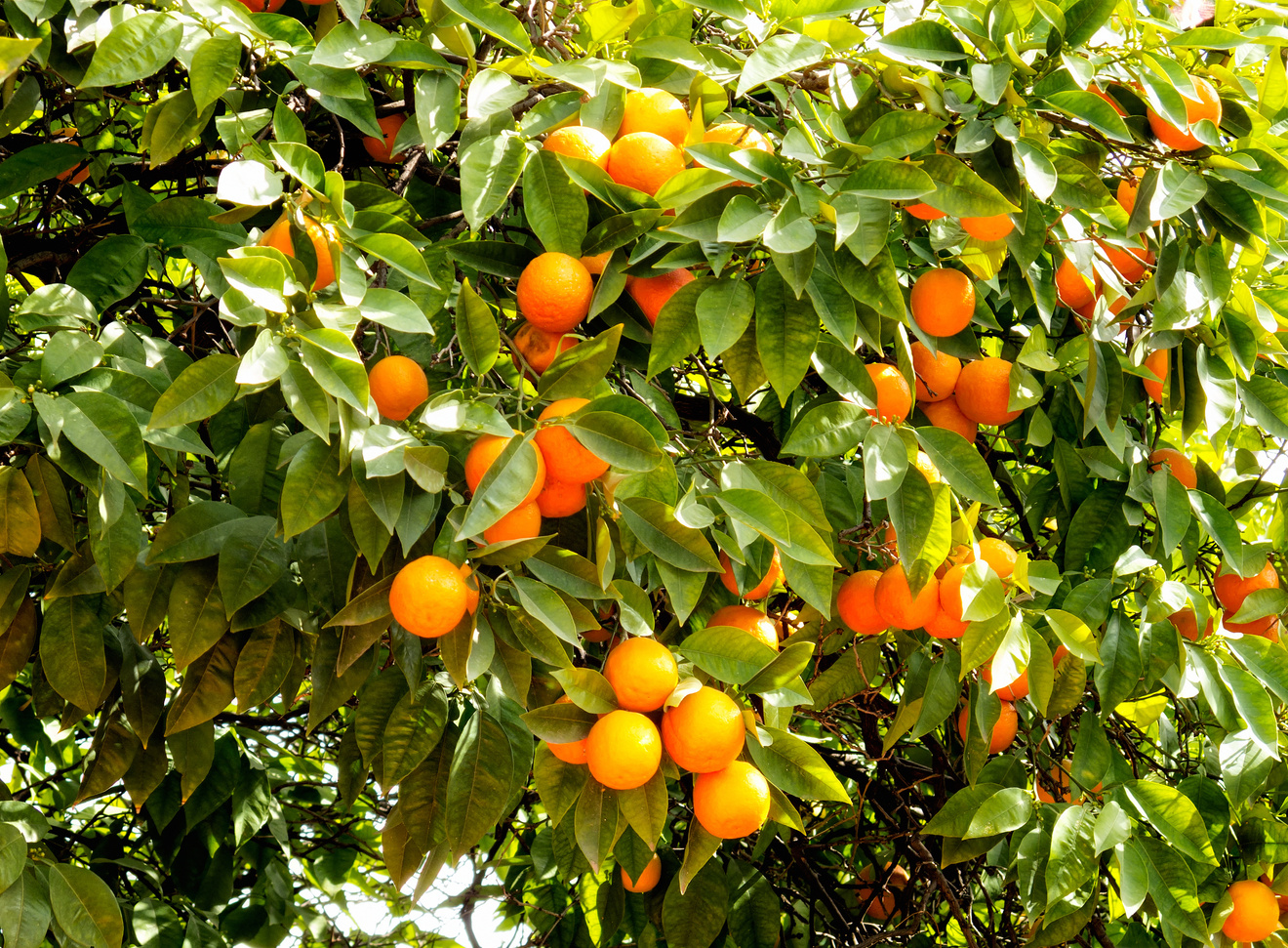 orange tree