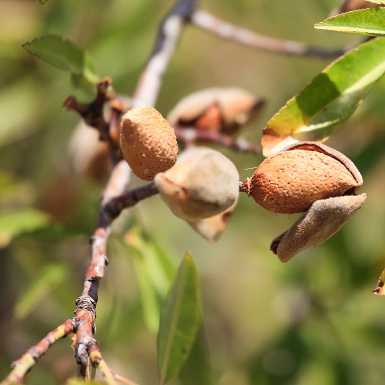 Almonds Tree