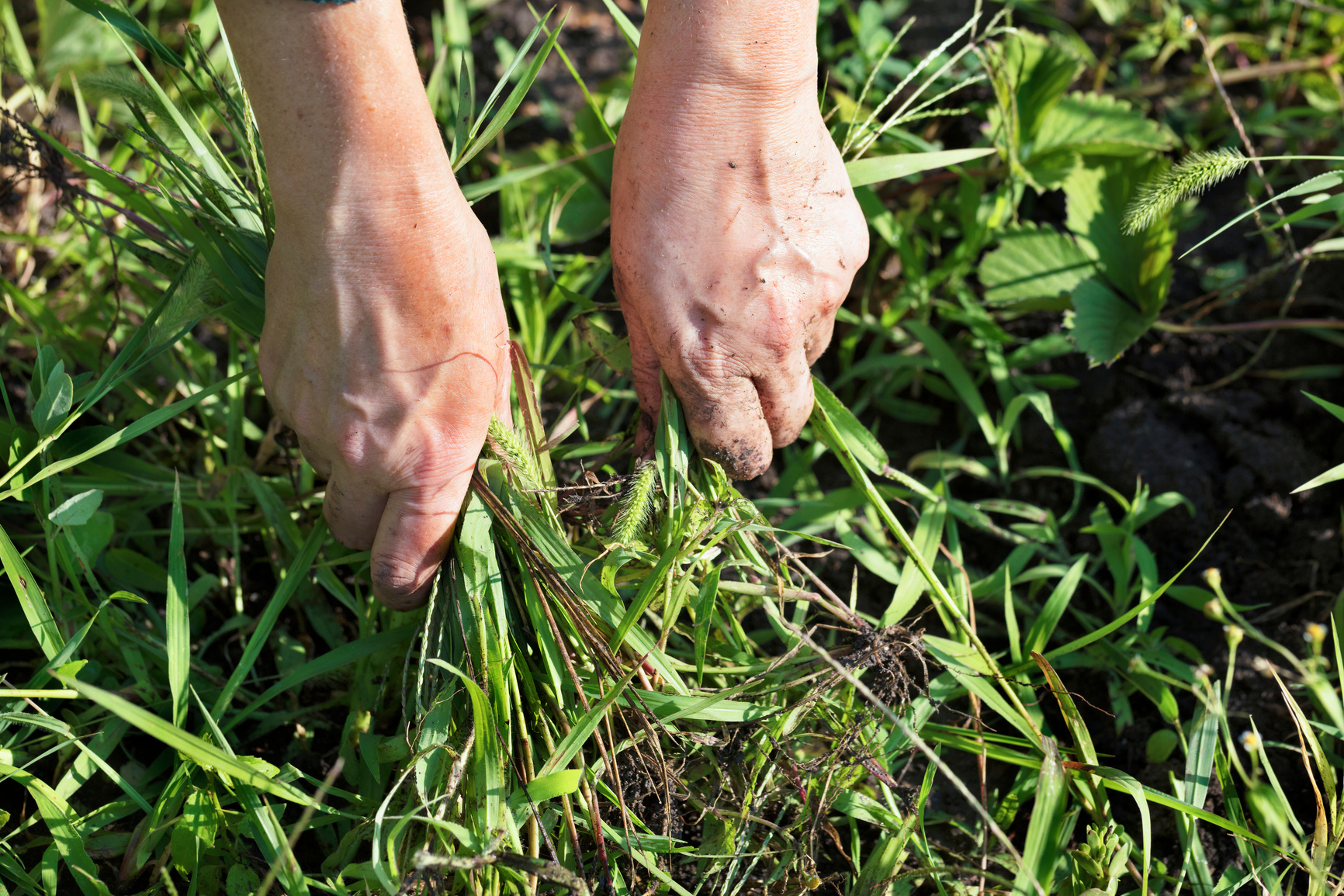 The farmer weeds the garden and removes the weeds