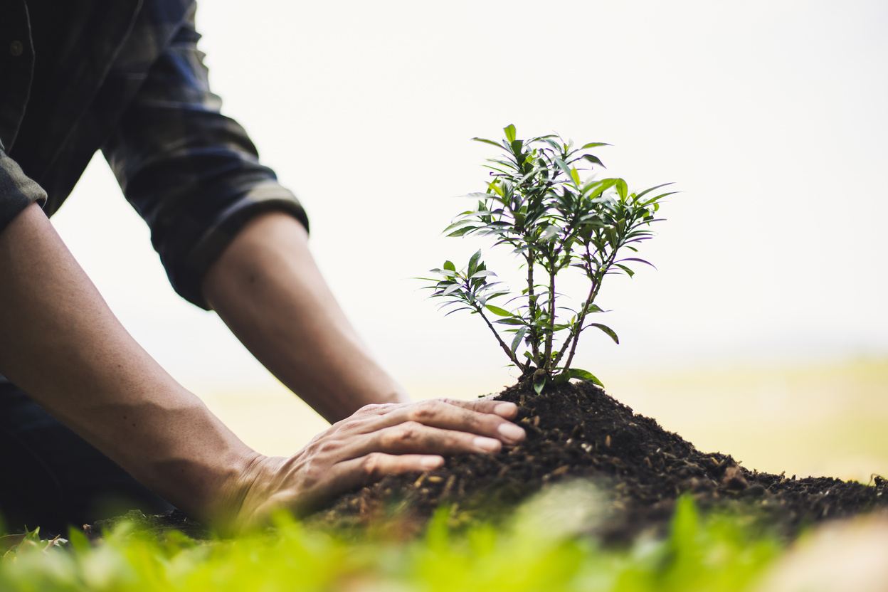 Person Planting Plant Sprout