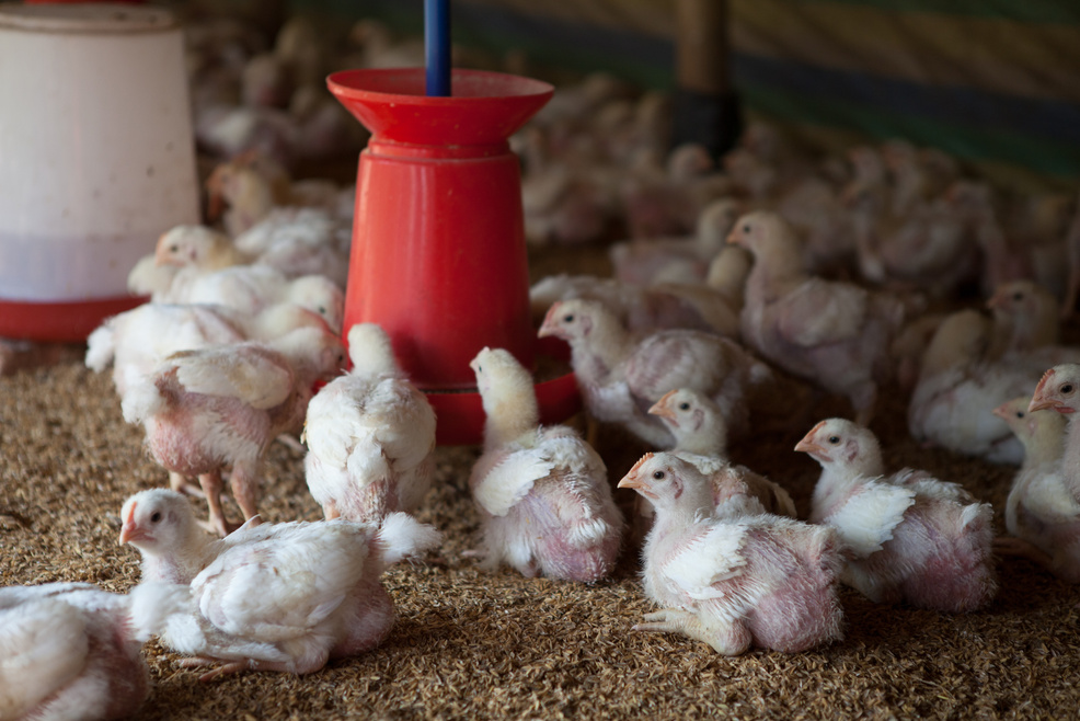 Poultry Farm