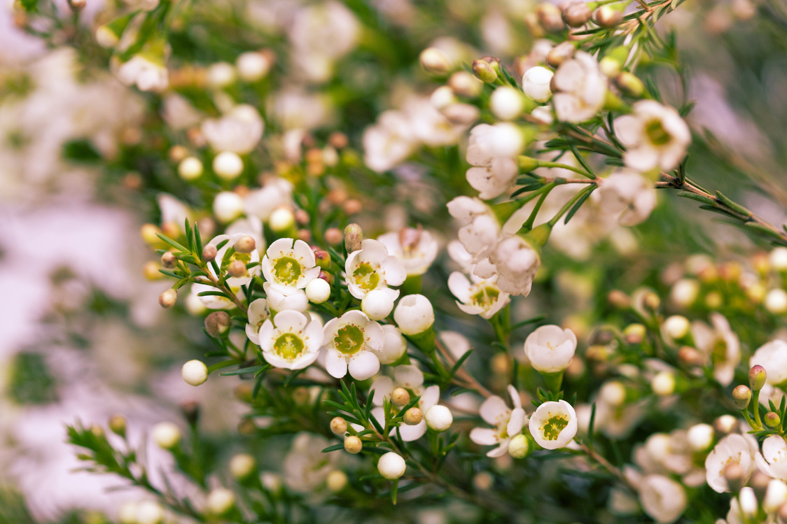 White Wax flower in natural background