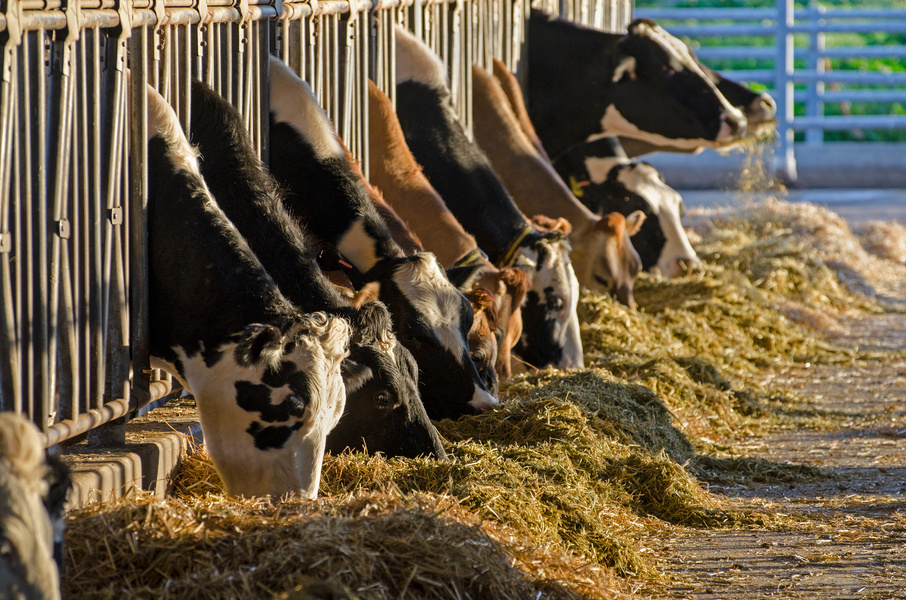 dairy cows feeding