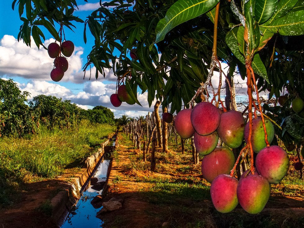 Mango tree