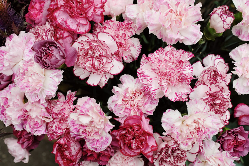 Close-Up Photo of Pink Flowers