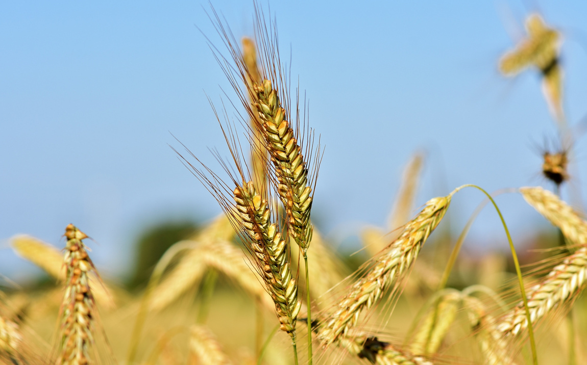 Wheat Barley Fields