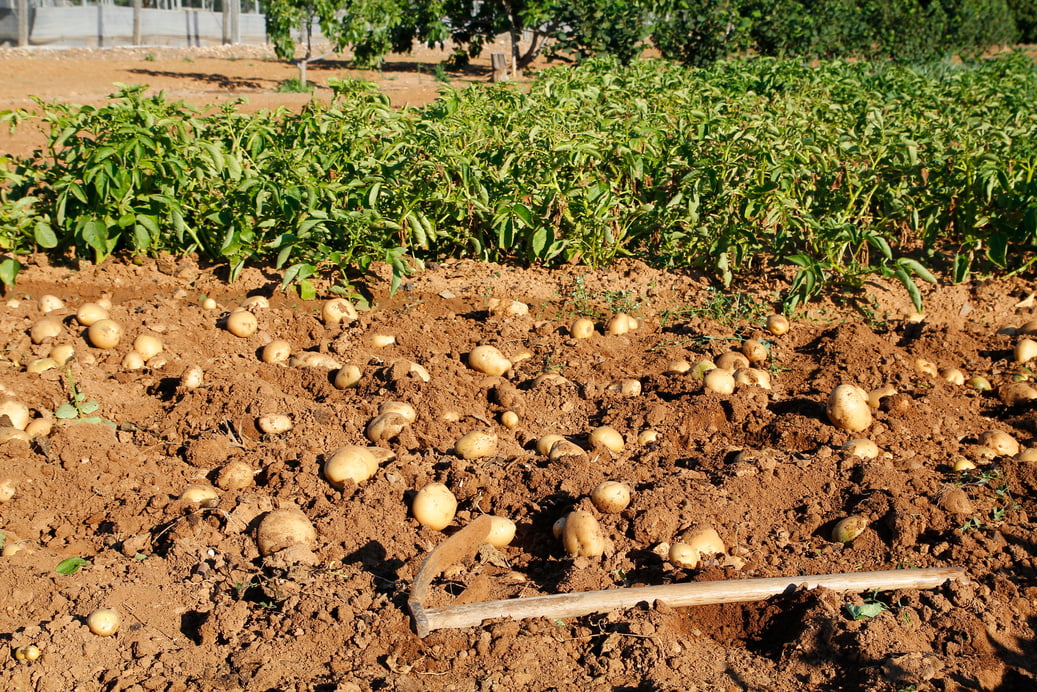 Harvesting in Potato Fields