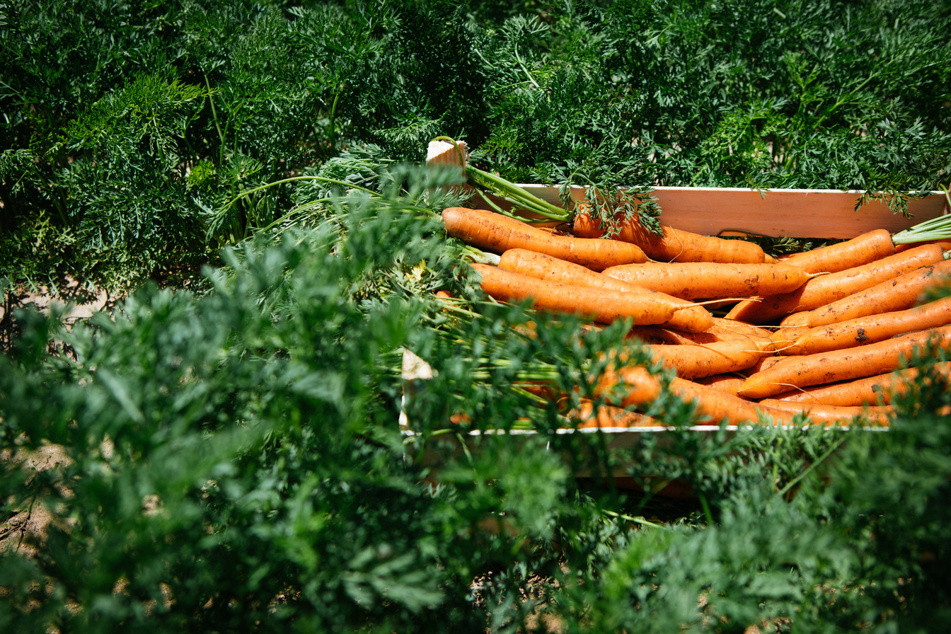 Carrot field