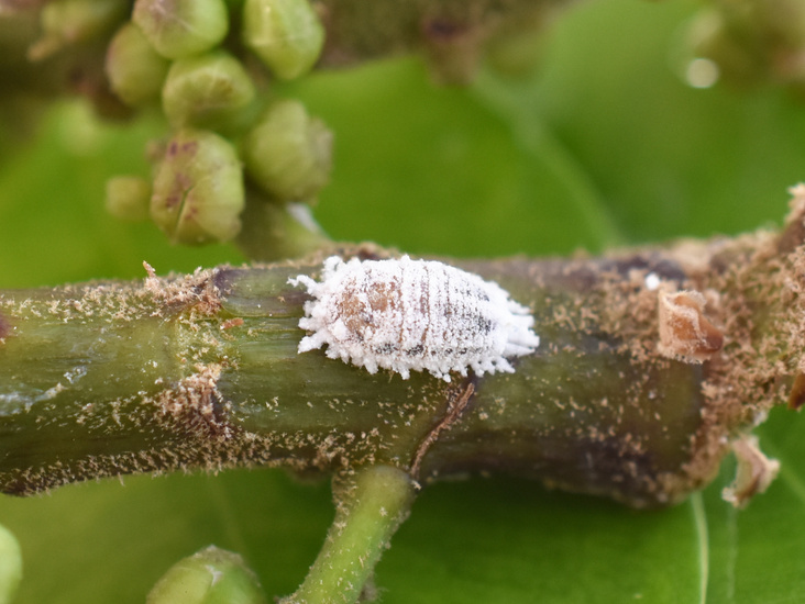 Pseudococcus mealybug infestation on green plant