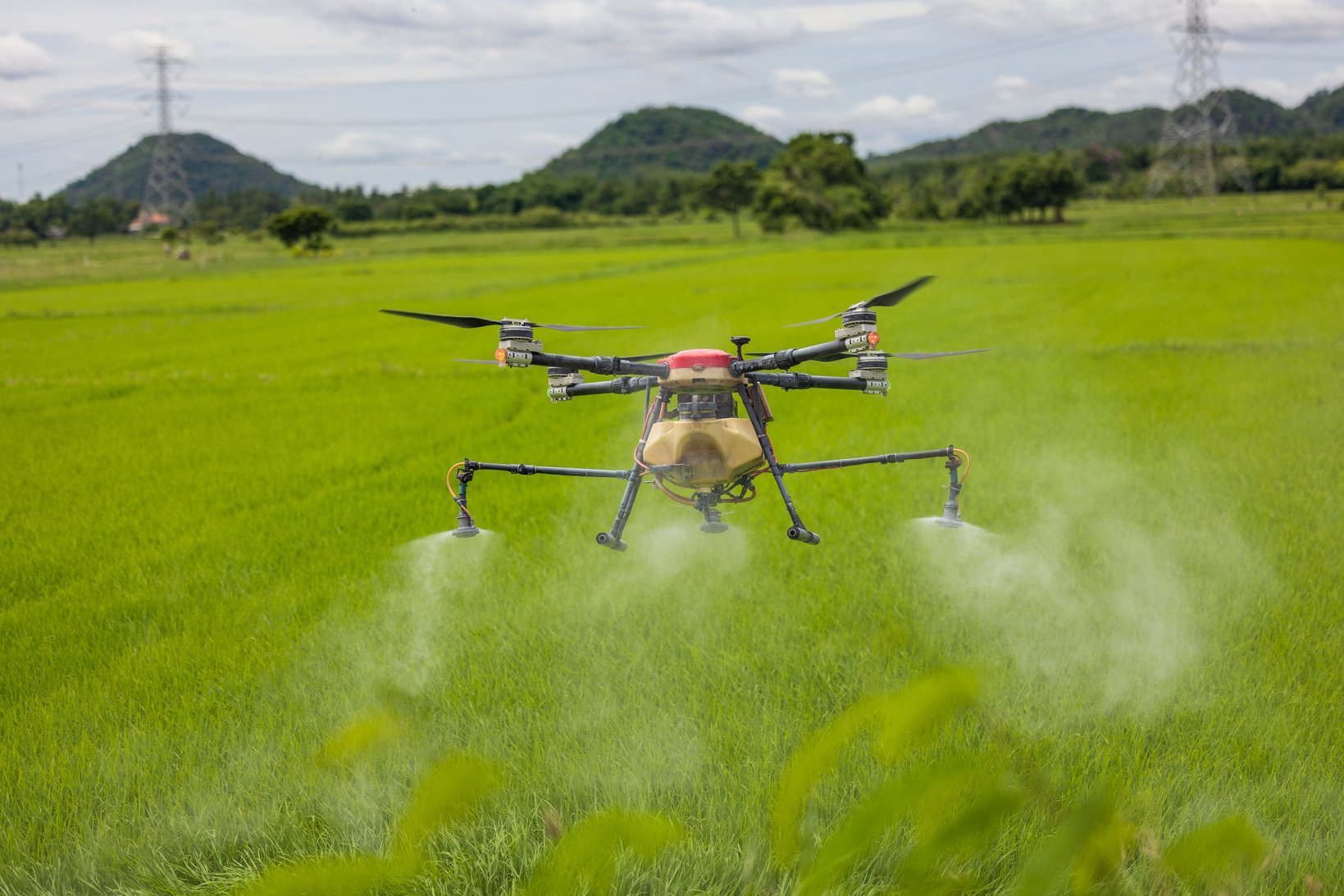 Agriculture Drones Glide above Rice Fields Spraying Fertilizer.