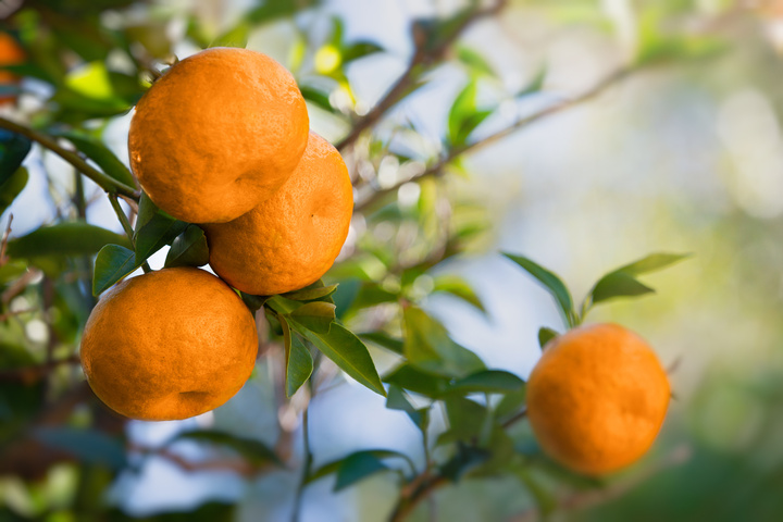 Tangerine citrus fruits (Citrus tangerina)