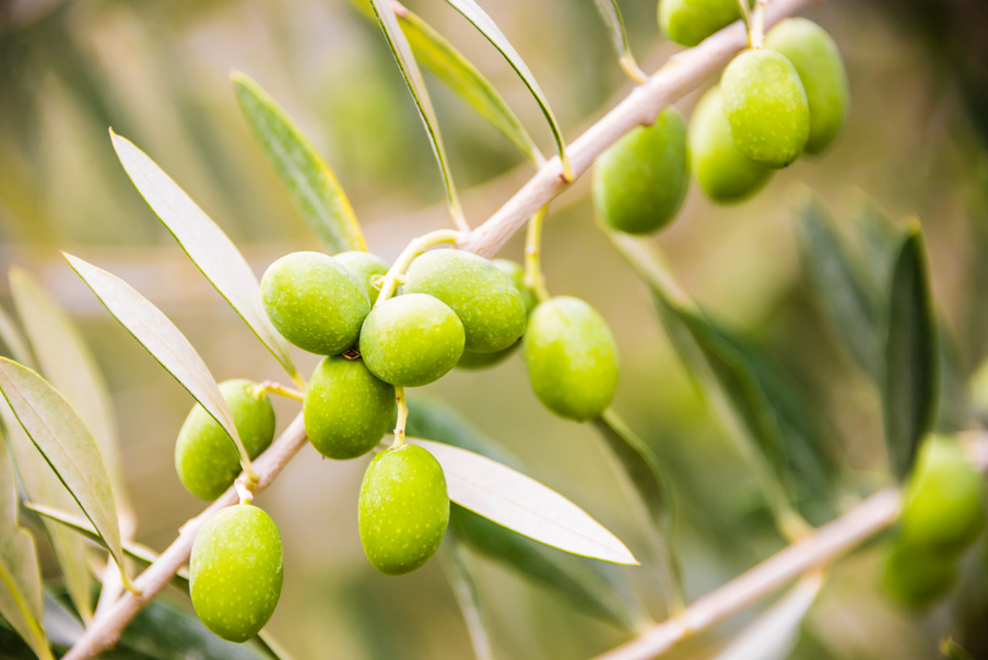 Olives growing on an olive tree