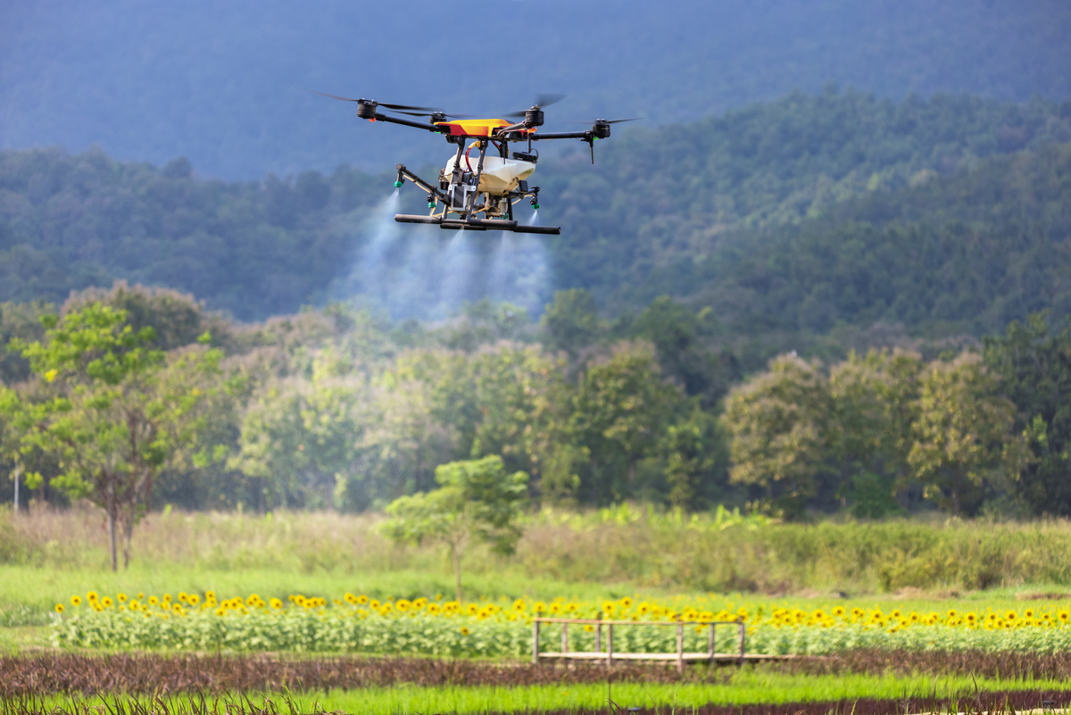 Drone spray pesticide on rice field