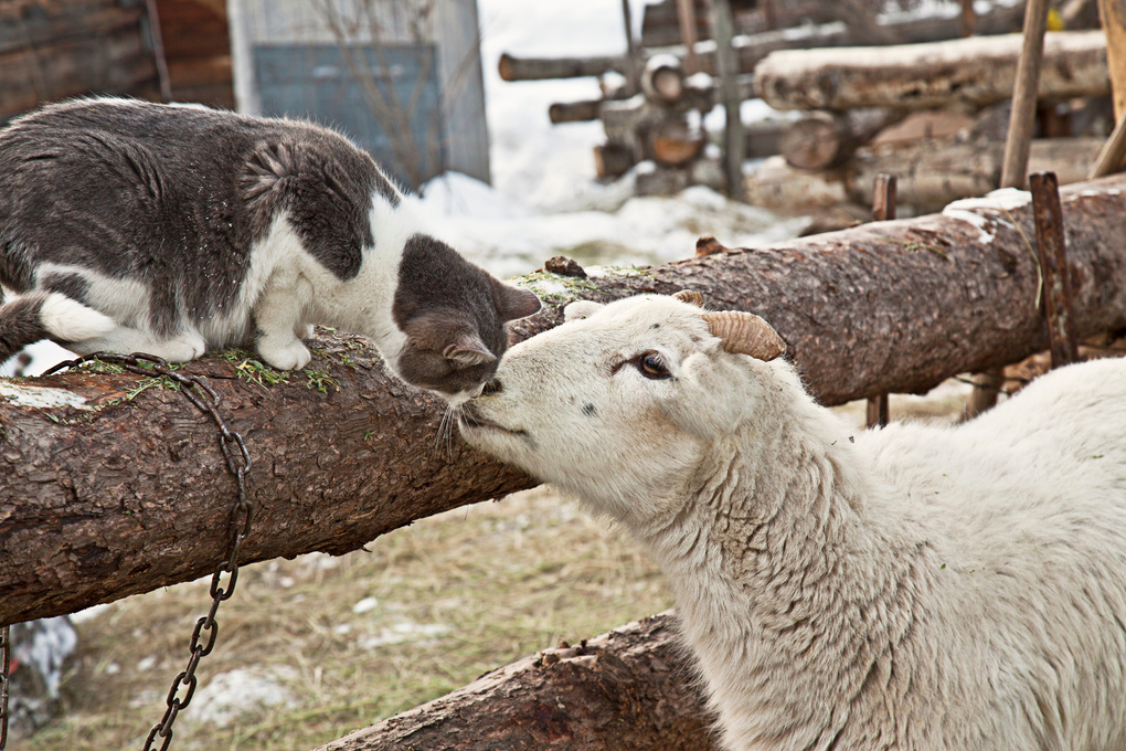 Cat Kissing a Lamb in the Farm