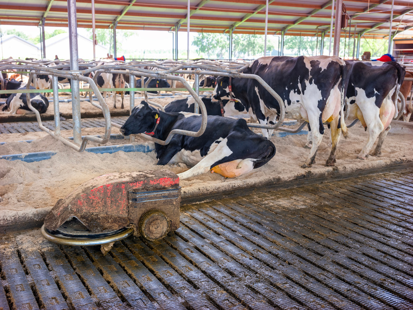 manure robot inside farm full of spotted milk cows in holland