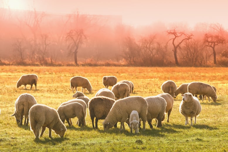 Flock of Sheep