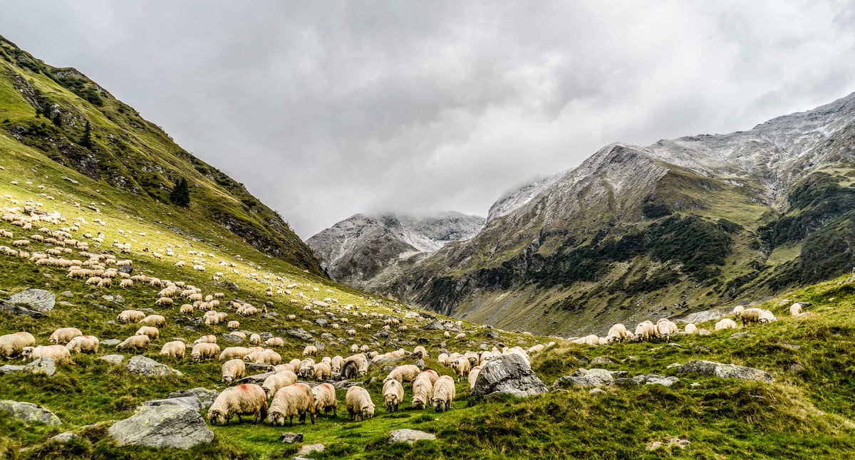 Sheeps in the Valley