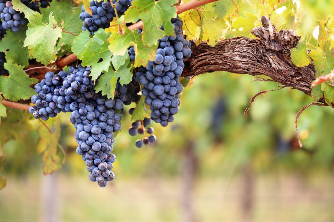 Red wine grapes on old vine