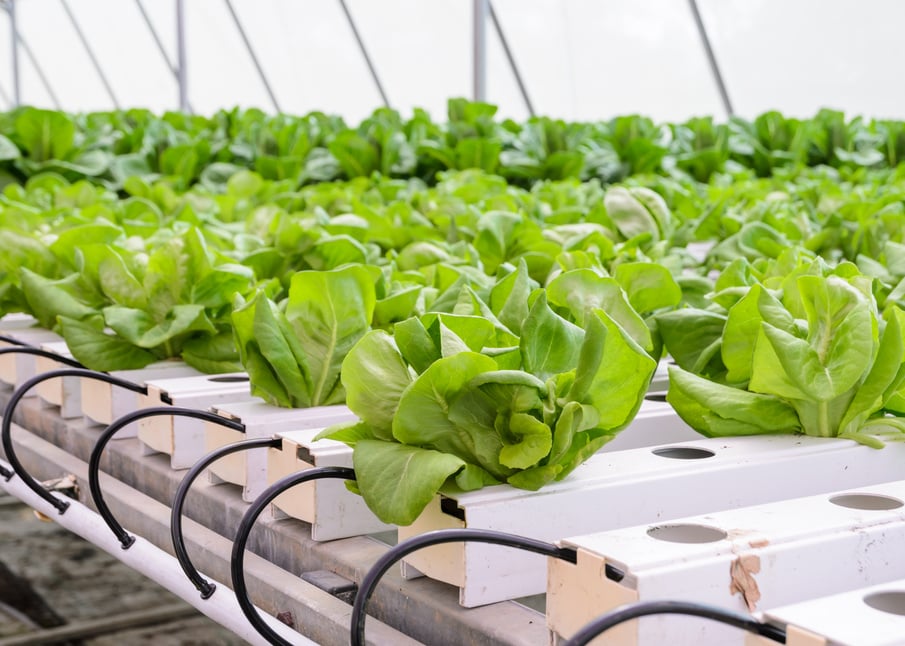 Hydroponic butterhead leaf lettuce vegetables plantation in