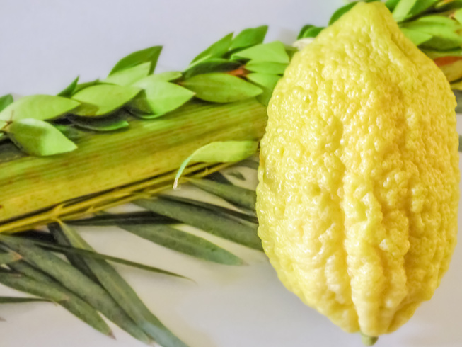 Jewish festival of Sukkot. Traditional symbols (The four species): etrog, lulav, hadass, aravah