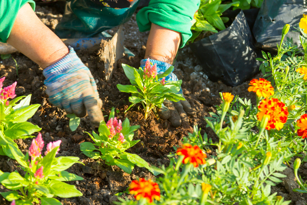 Gardener's hand planting flowers in the garden.