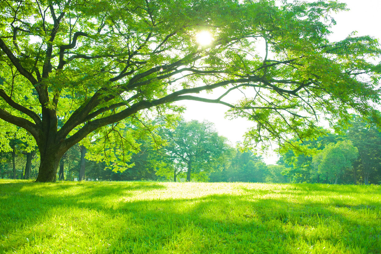 Park tree